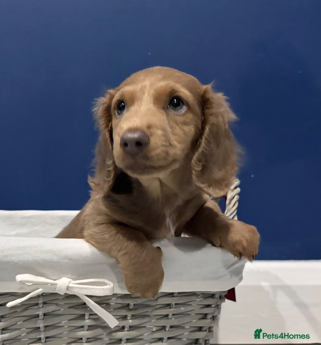 Miniature Dachshund dogs for sale: Last remaining  long  haired  girl  reduced - Advert 12