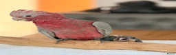 Cockatoo birds for sale: Last Silly Tame Galah Cockatoo  - Advert 2