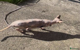 Sphynx cats for sale: Cute couple (Sphynx) - Image 6