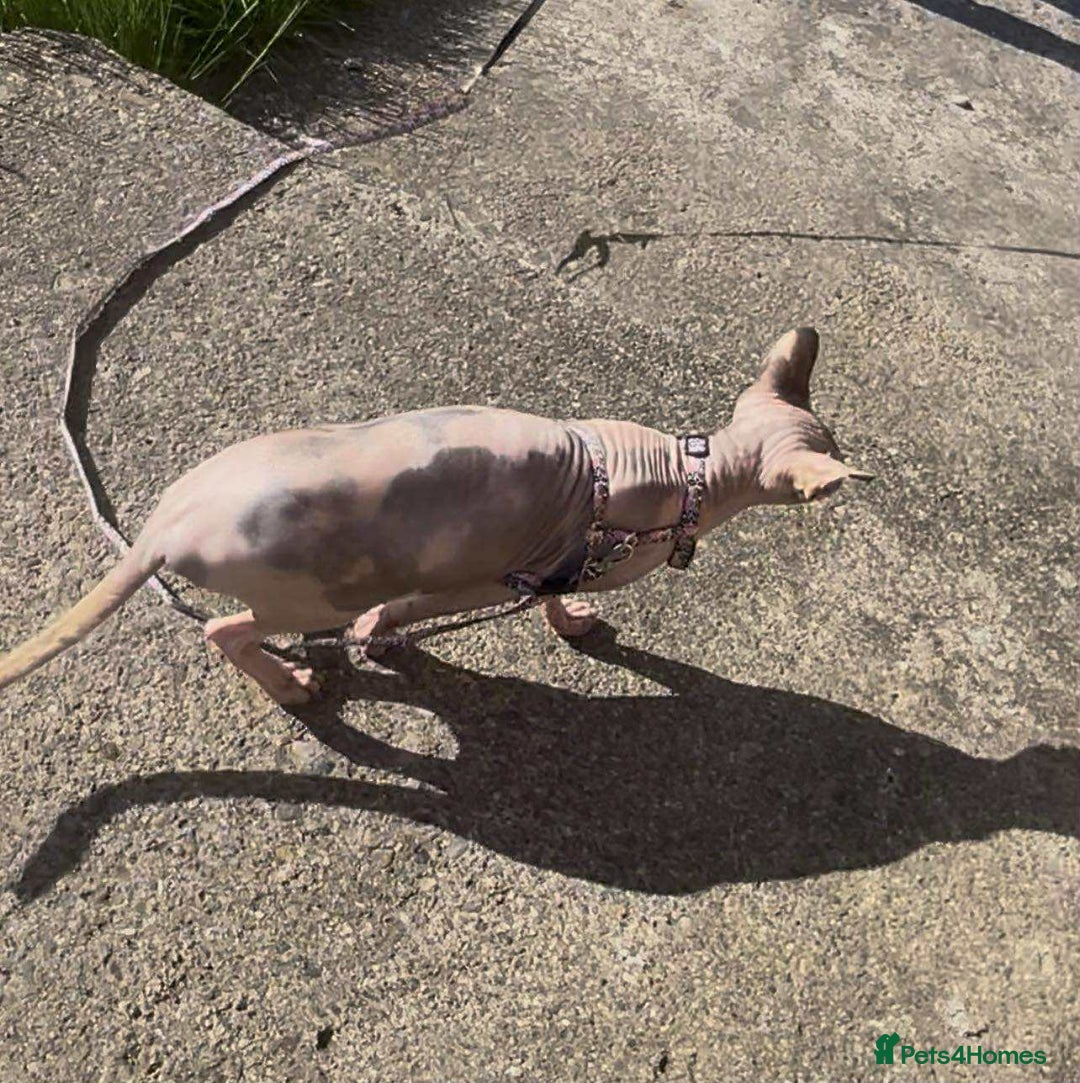Sphynx cats for sale: Cute couple (Sphynx) - Image 6