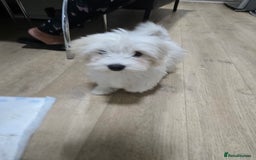 Maltese dogs for sale: Lovely maltese ready to go - Image 6