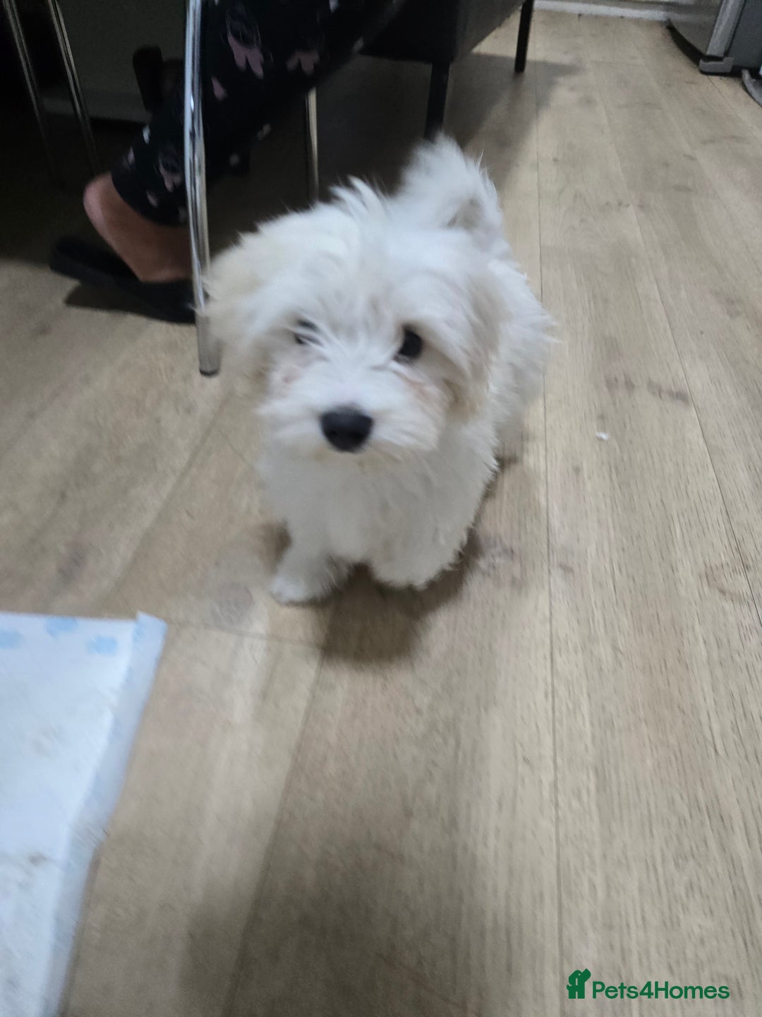 Maltese dogs for sale: Lovely maltese ready to go - Image 6