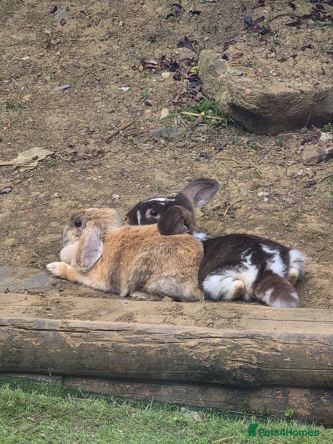 Mixed Breed rabbits for sale: Mixed rabbits  - Advert 11