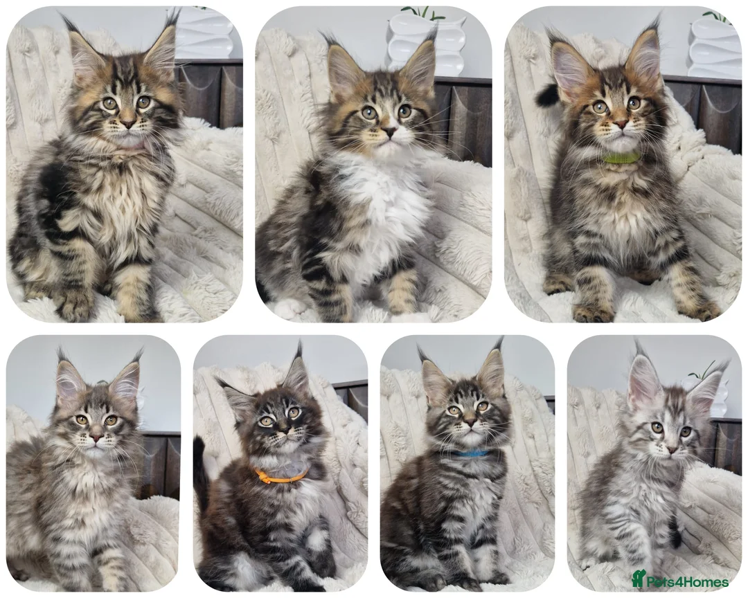 Maine Coon cats for sale:  TICA registered maine coon kittens - Advert 1