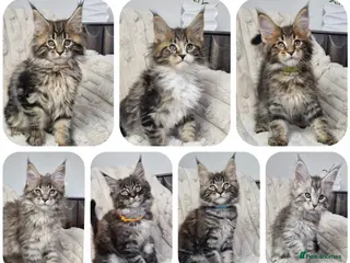 Maine Coon cats TICA registered maine coon kittens - Advert 2
