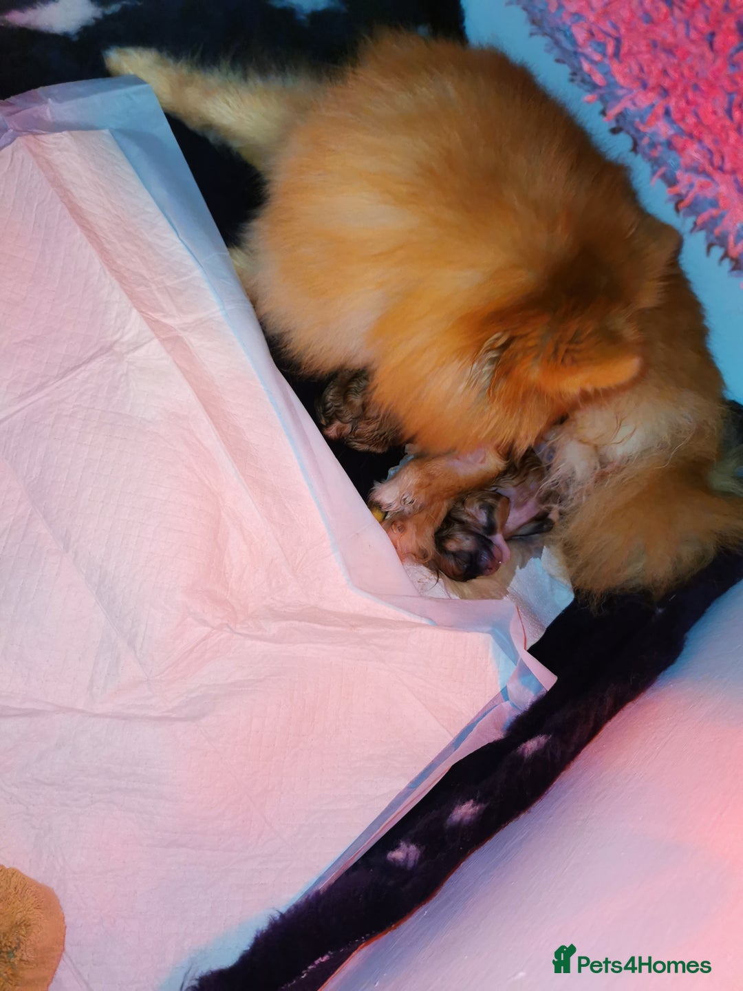 Pomeranian dogs for sale: Pomeranian male KC puppy  - Advert 8