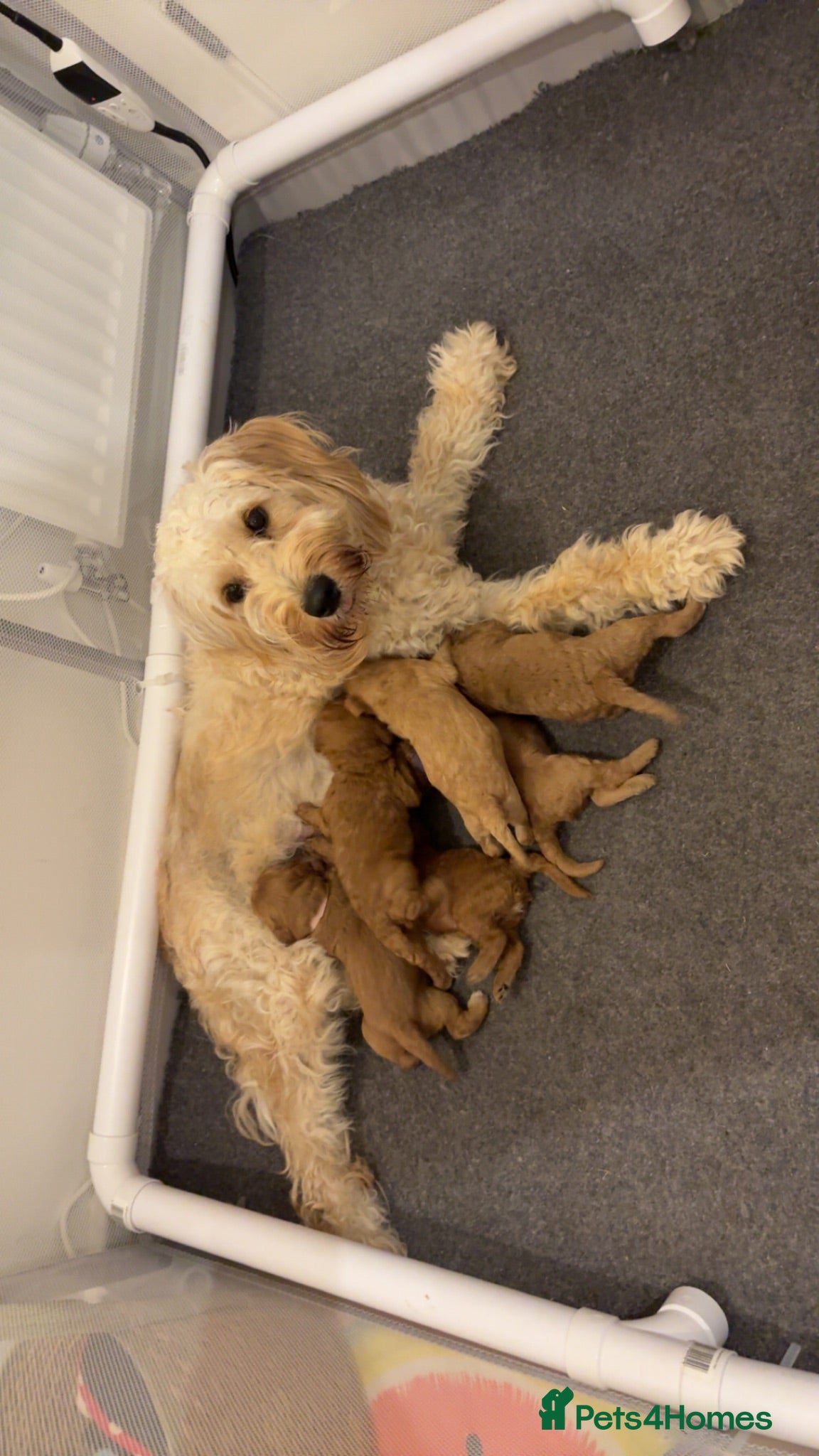 Mini Goldendoodle dogs Mini Goldendoodle pups - Advert 1