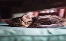 Maine Coon cats for sale: ✨2 Boys and 3 Girls Maine Coon kittens ✨🐾 - Image 36