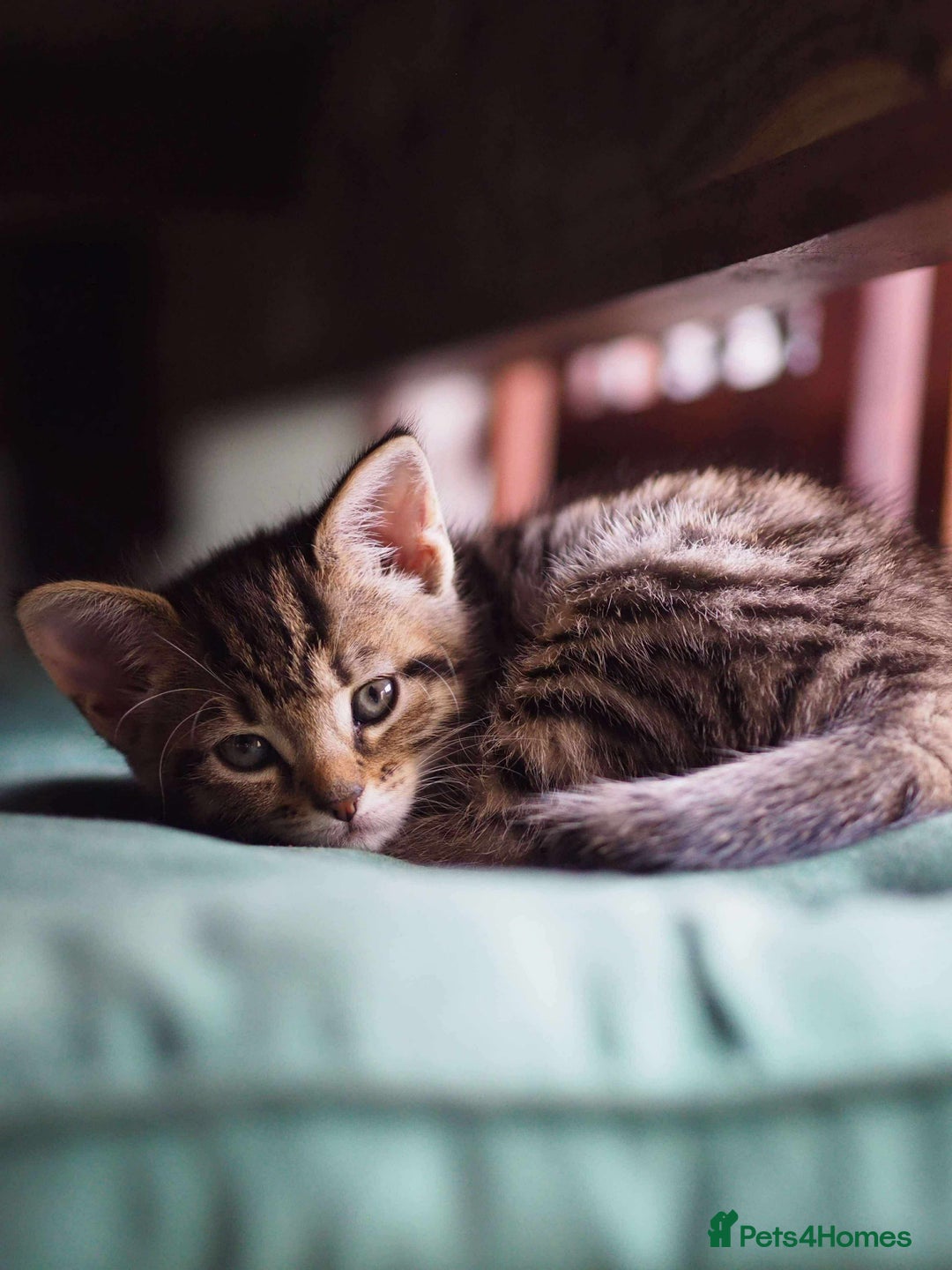 Maine Coon cats for sale: ✨2 Boys and 3 Girls Maine Coon kittens ✨🐾 - Image 36
