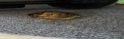 Terrapin reptiles for sale: Terrapin turtles  - Advert 3