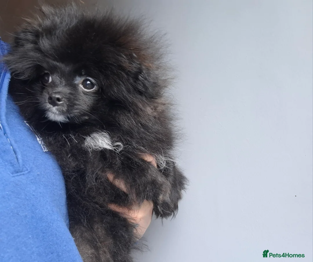 Pomeranian dogs for sale: Last  pomeranian girl💕✔️ - Advert 2