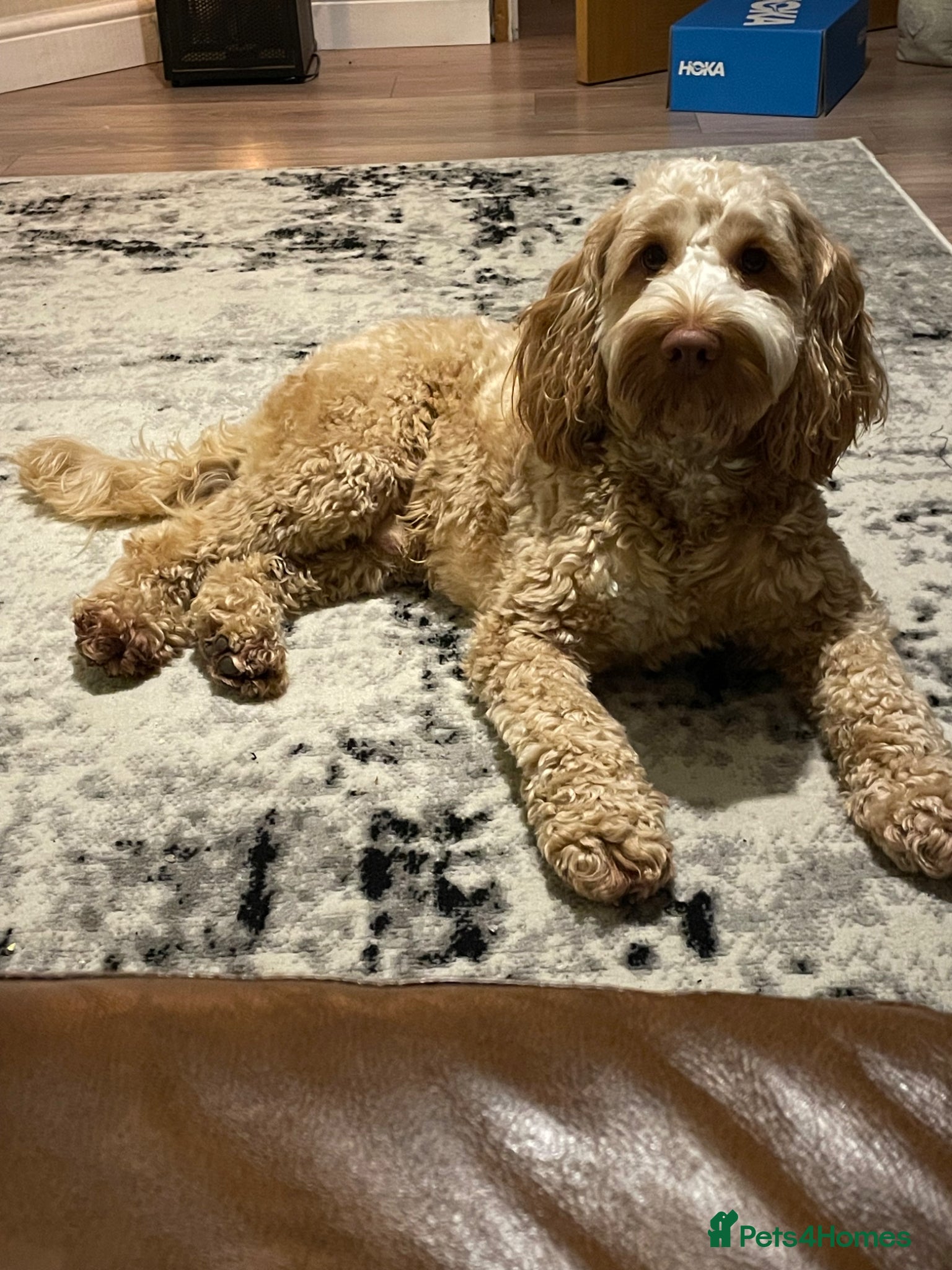 Cockapoo dogs Cockapoo for stud - Advert 1