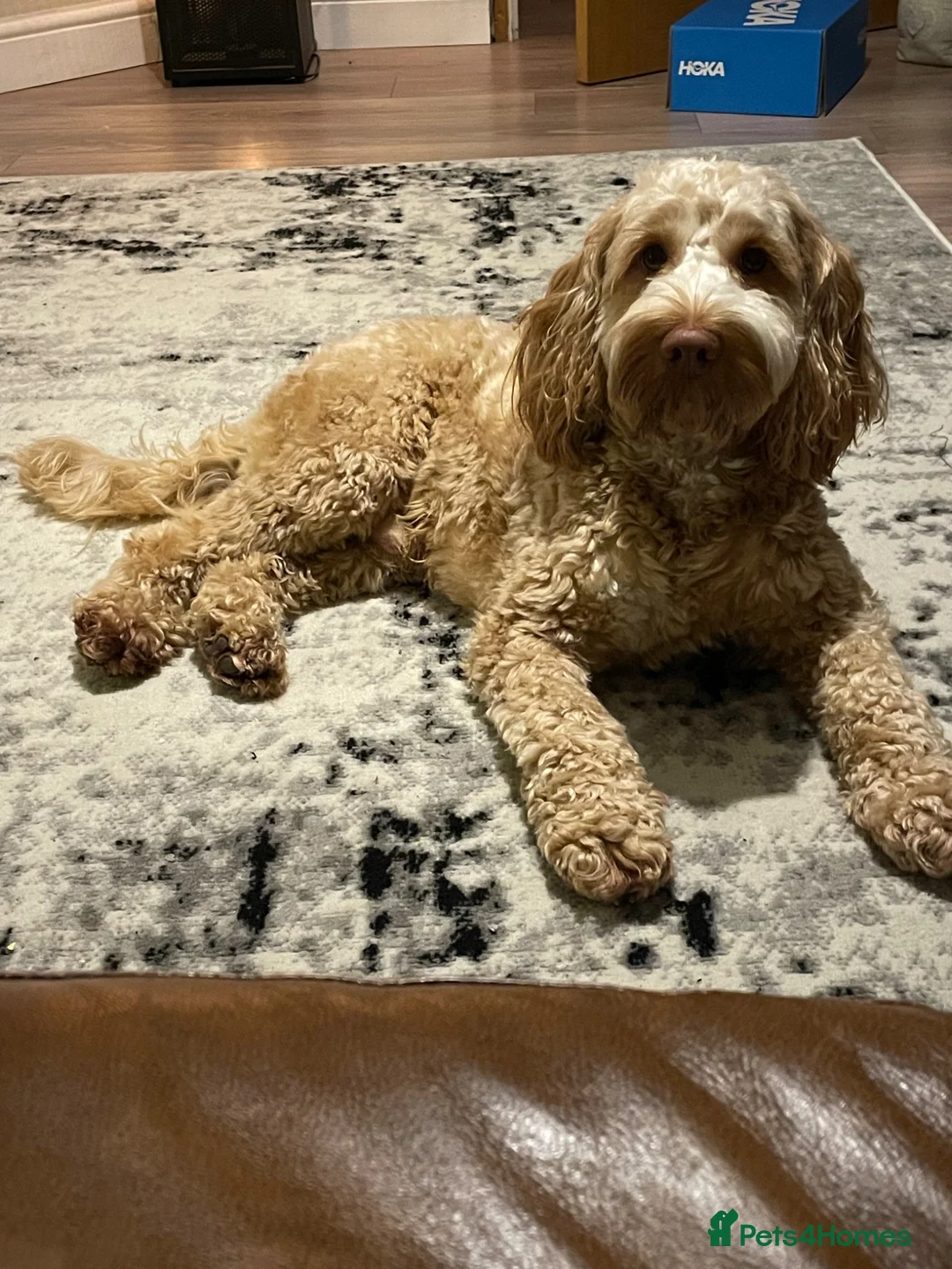 Cockapoo dogs for stud: Cockapoo for stud in Glasgow - Advert 1