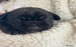 Mixed Breed dogs for sale: Sprocker cross blue staffy puppies for sale  - Image 11