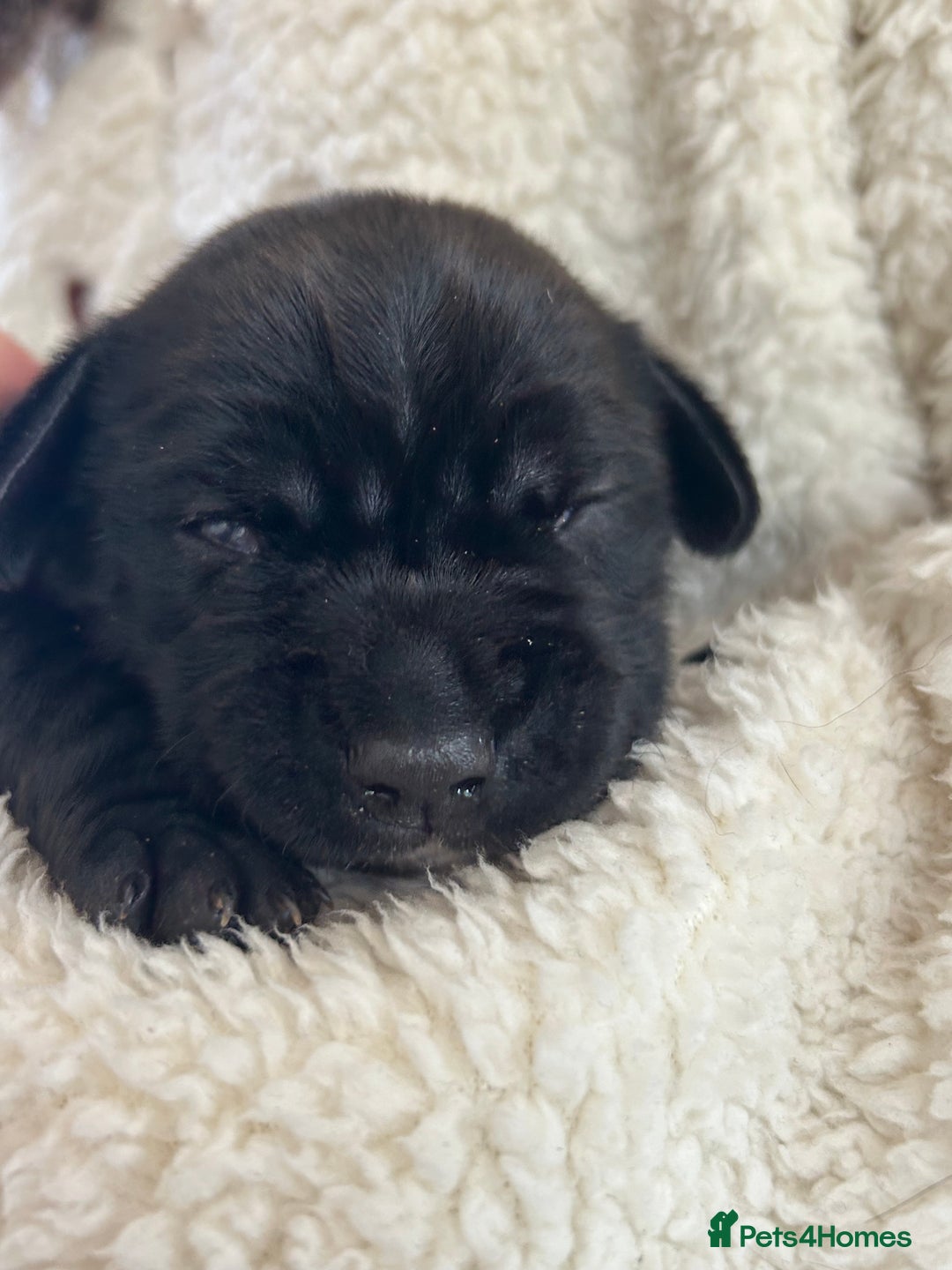 Mixed Breed dogs for sale: Sprocker cross blue staffy puppies for sale  - Image 11