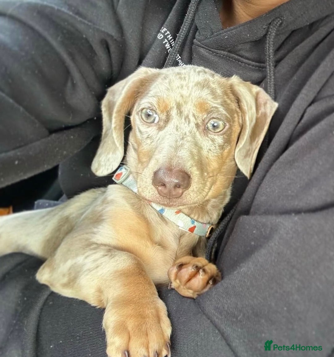 Miniature Dachshund dogs for sale: Miniature Dachshund  - Advert 6