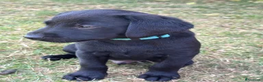Labrador Retriever 2