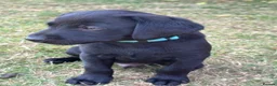 Labrador Retriever dogs for sale: Working bred lab puppies  in Ipswich - Advert 6