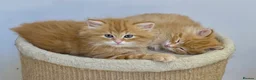 Siberian cats for sale: Siberian Kittens  - Advert 7