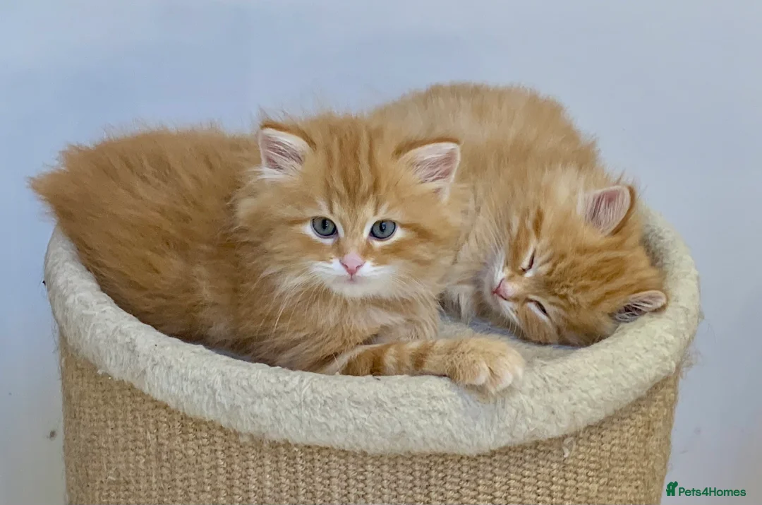 Siberian cats for sale: Siberian Kittens  - Advert 7