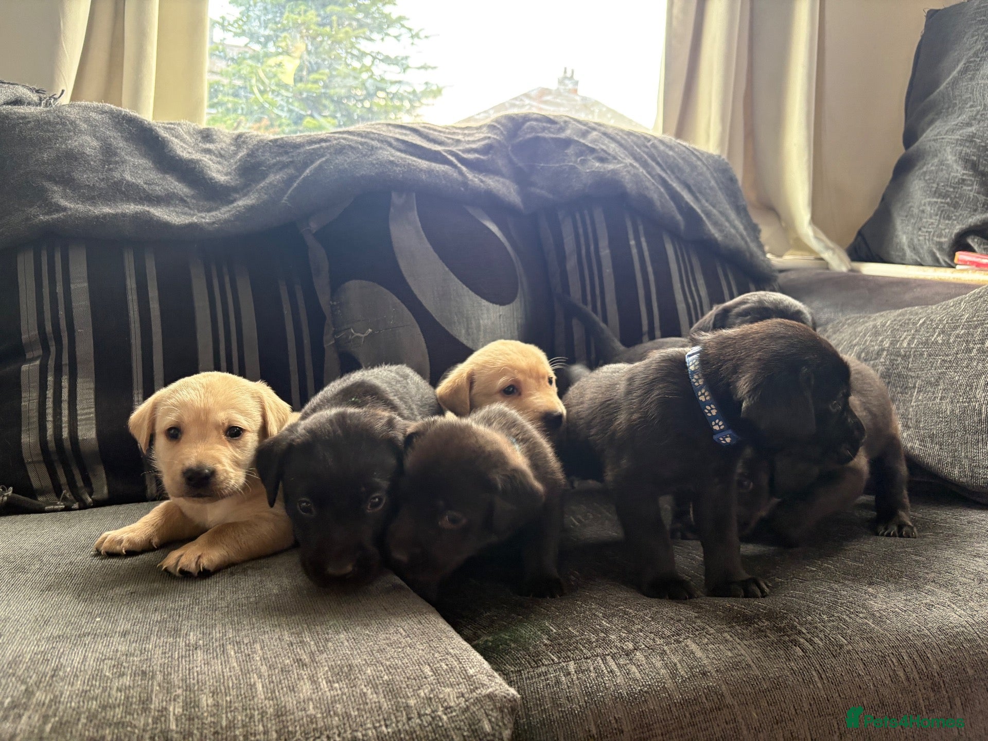 Labrador Retriever dogs 7 working labs for sale! - Advert 1