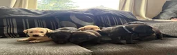 Labrador Retriever dogs for sale: 7 working labs for sale! - Advert 1