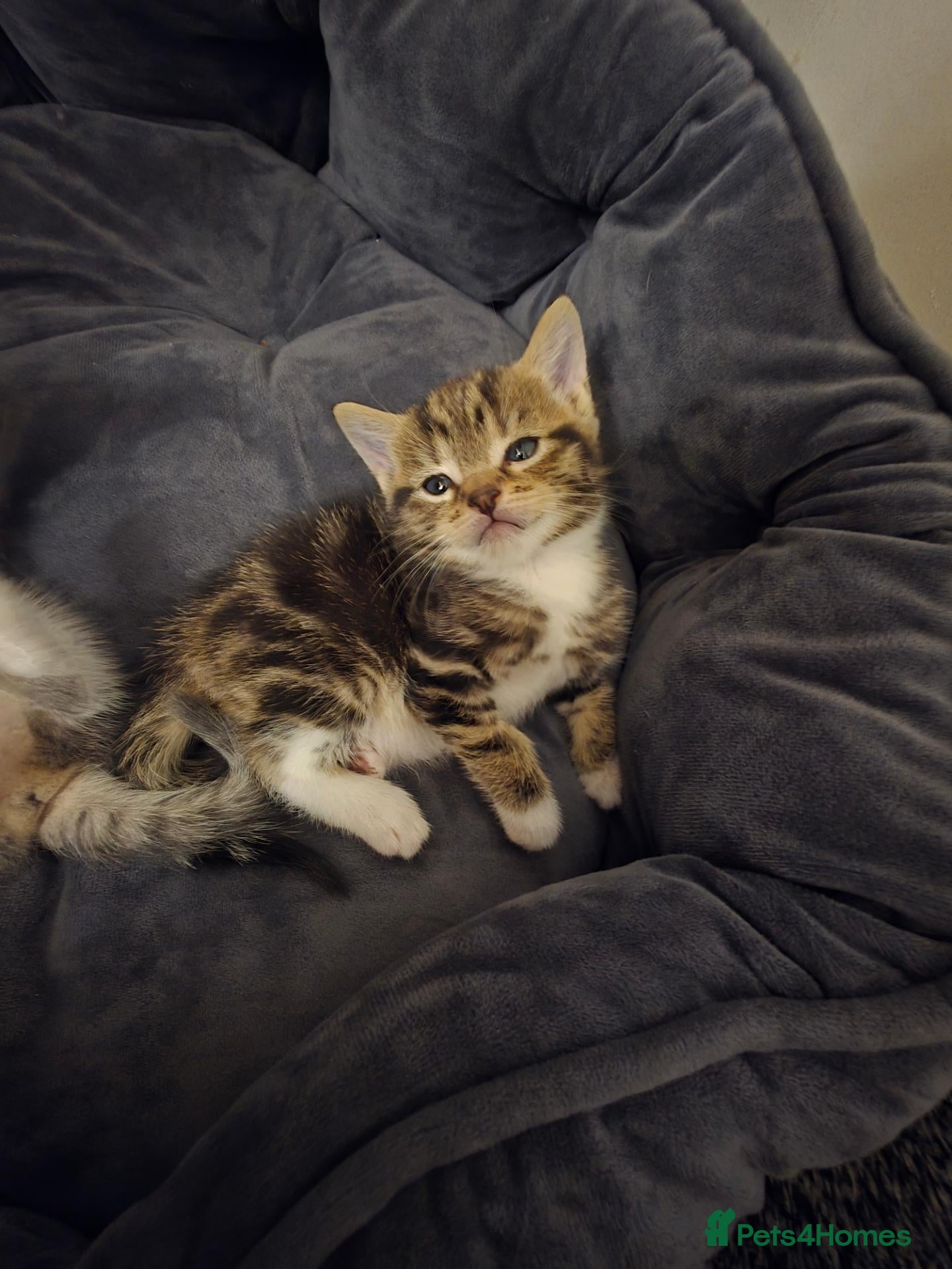 Mixed Breed cats Adorable mixedbreed kittens ready for a loving hm - Advert 1