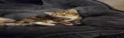 Mixed Breed cats for sale: Adorable mixedbreed kittens ready for a loving hm in West Bromwich - Advert 1
