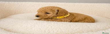 Labradoodle Puppy 12