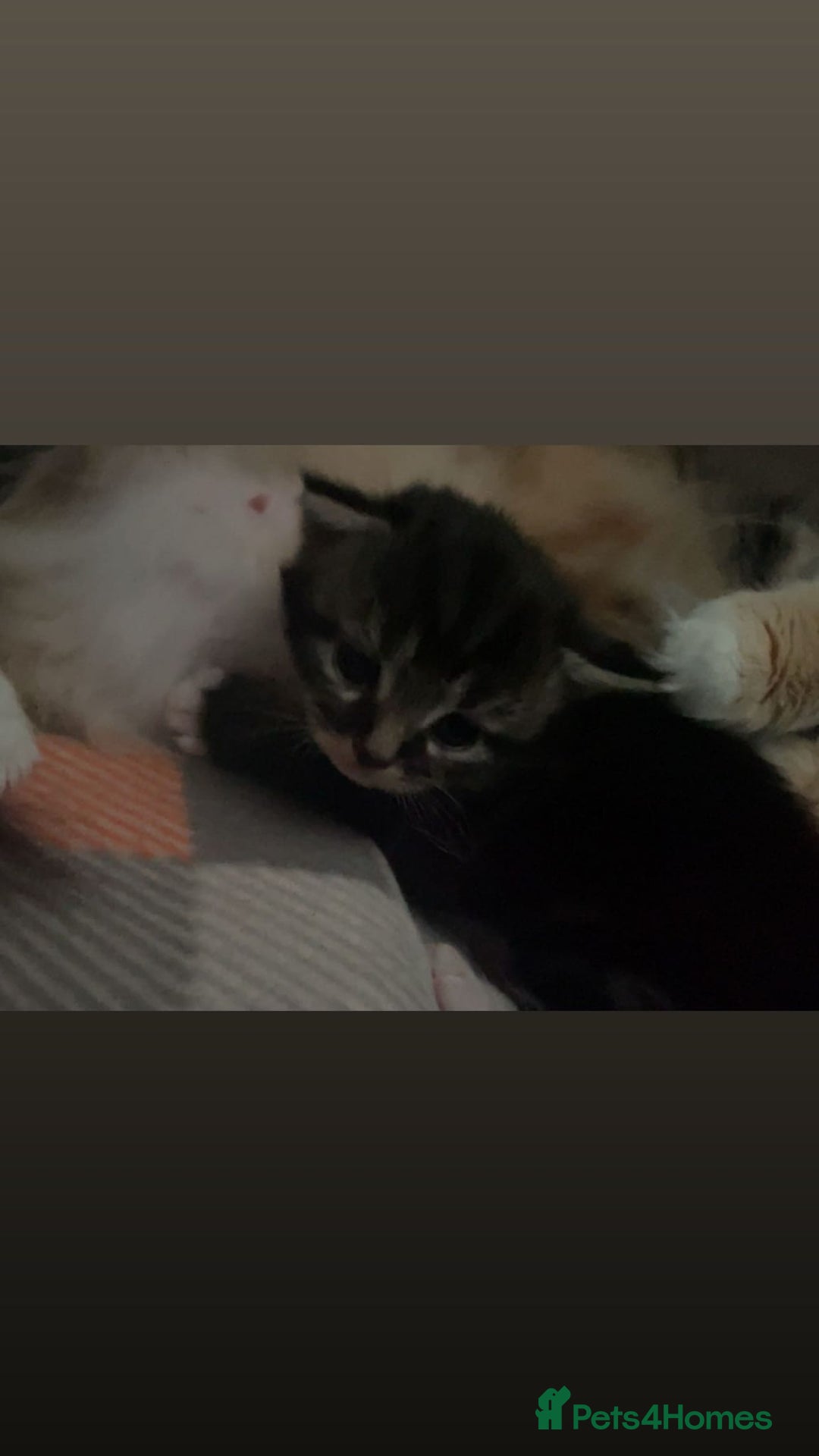 Mixed Breed cats for sale: Mixed breed with Maine Coone kitten  - Image 5