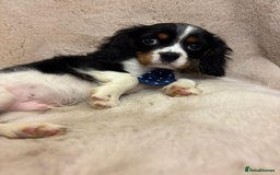 Cavalier King Charles Spaniel dogs for sale: Beautiful Cavalier, King, Charles boy ❤️ - Image 7