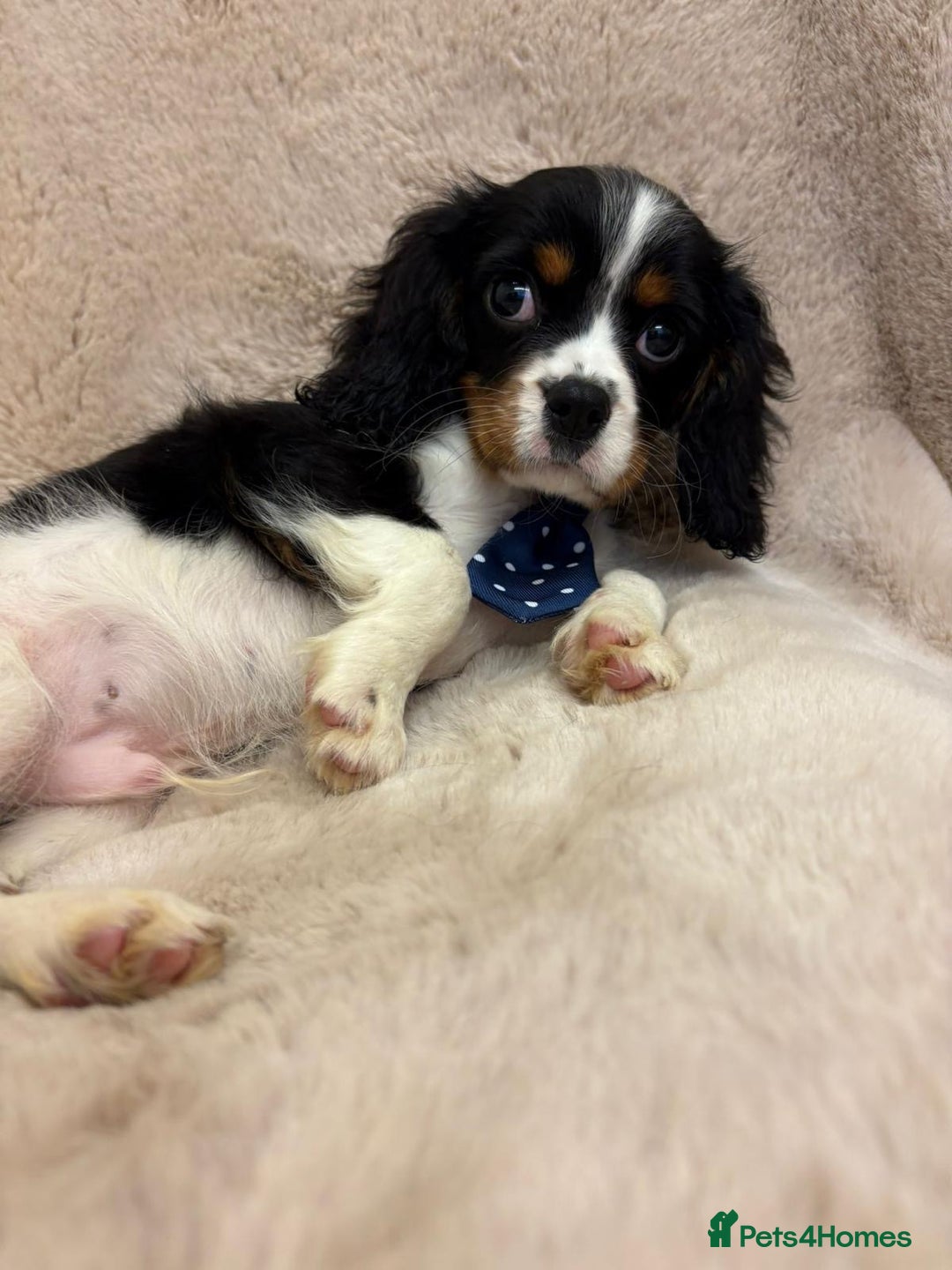 Cavalier King Charles Spaniel dogs for sale: Beautiful Cavalier, King, Charles boy ❤️ - Image 7