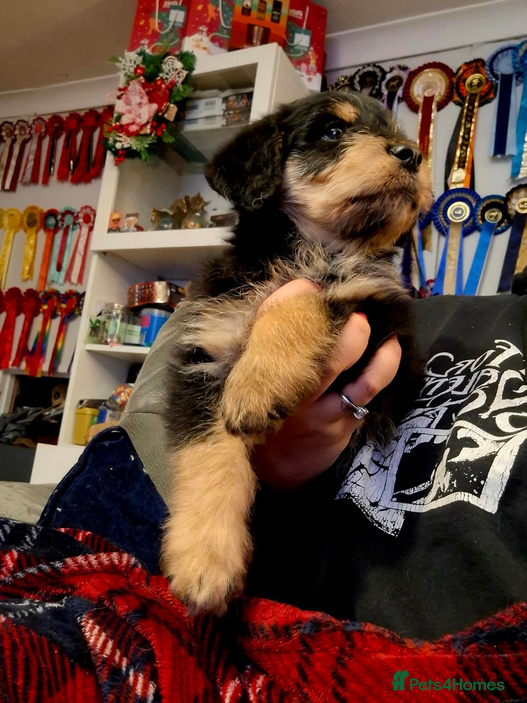 Mixed Breed dogs for sale: F1b health tested Rottiepoo puppies - Advert 27