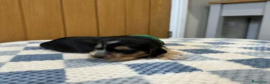 Cocker Spaniel 1