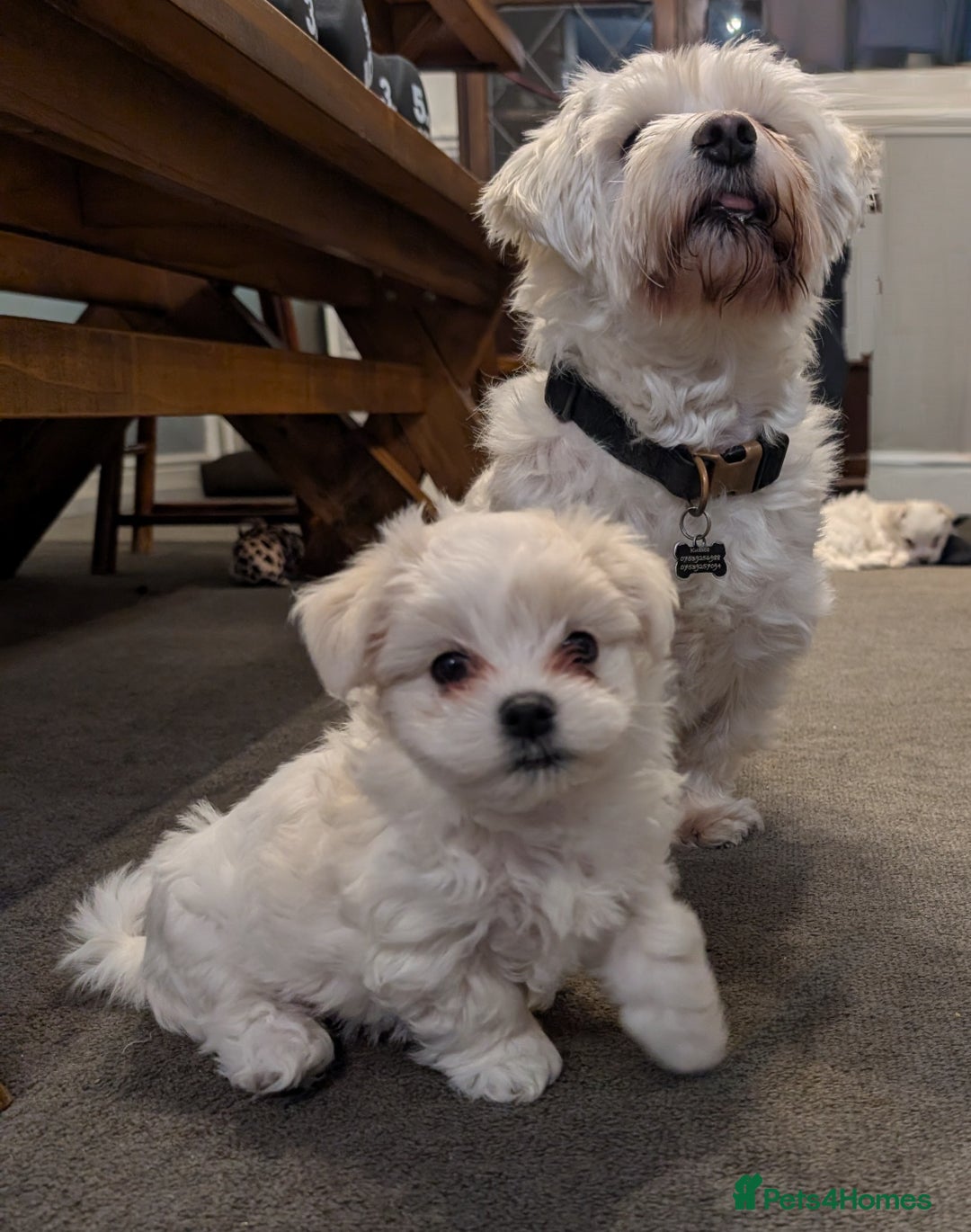 Maltese dogs for sale: Absolutely adorable Maltese girl  - Image 21