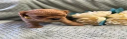 Cavalier King Charles Spaniel dogs for sale: Cavalier King Charles  - Advert 26