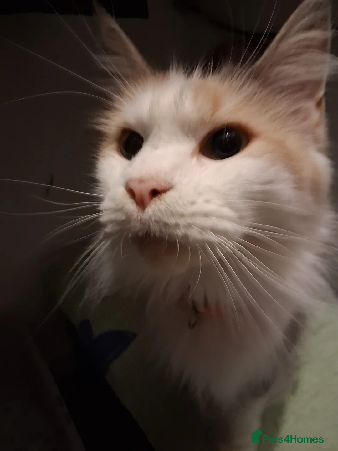 Maine Coon cats for sale: Mainecoon 3 years old - Advert 1