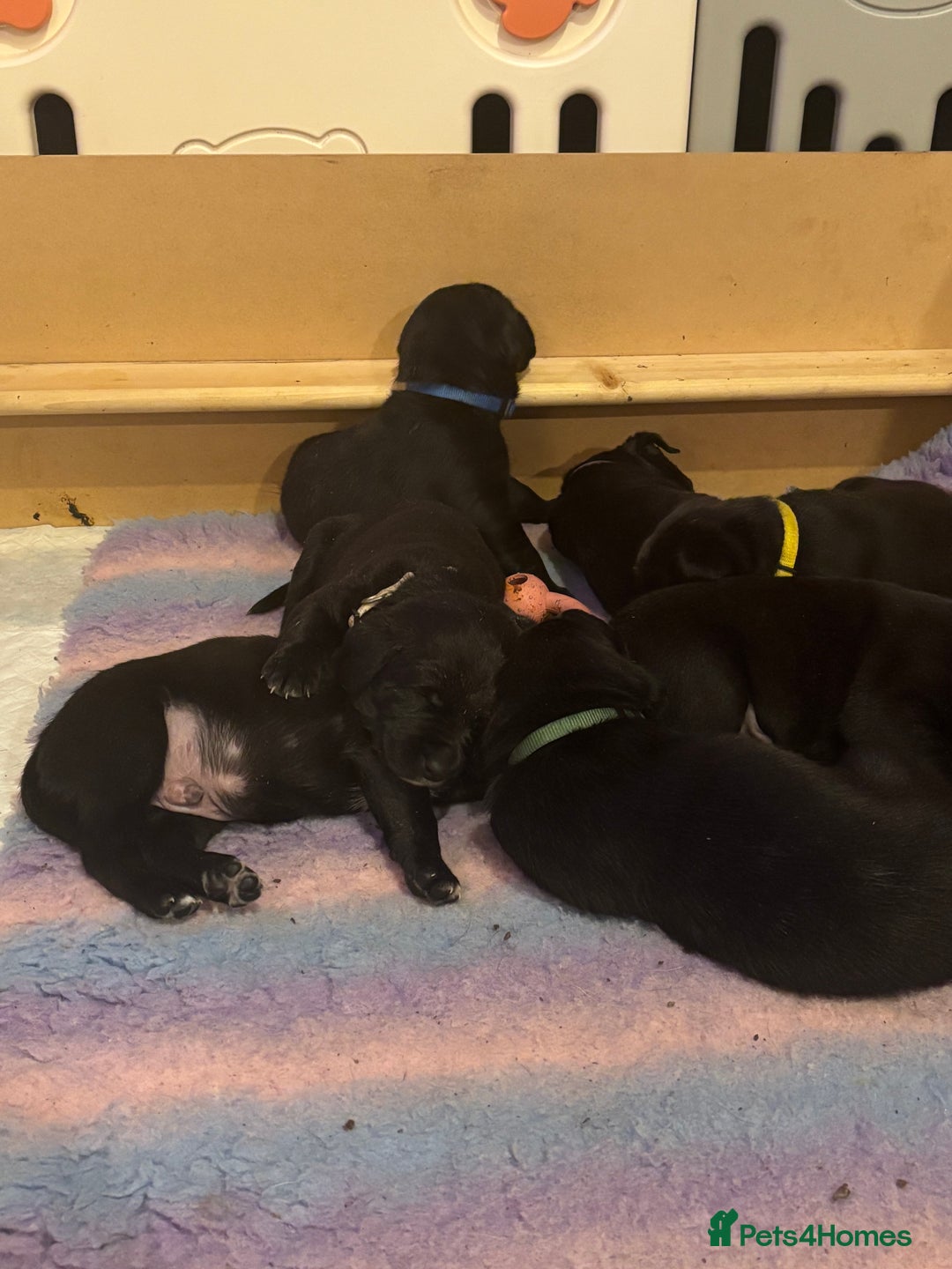 Mixed Breed dogs for sale: 1/4 Dalmatian x 3/4 Labrador  - Advert 8