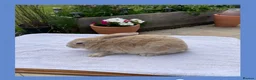 Smoke Pearl rabbits for sale: Smoked pearl x plush babies  in Wolverhampton - Advert 5