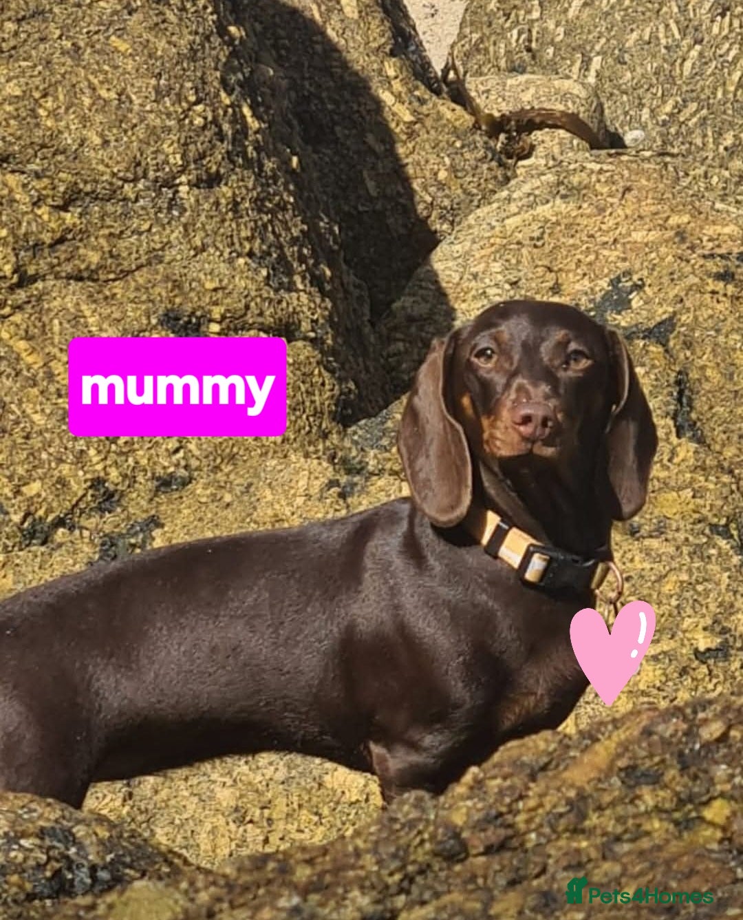 Dachshund dogs Gorgeous dapple dachshund isabella & chocolate - Advert 1