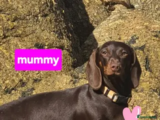 Dachshund dogs Gorgeous dapple dachshund isabella & chocolate - Advert 1