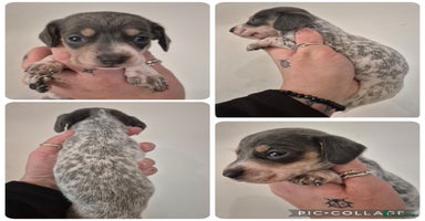 Miniature Dachshund dogs - Advert 2