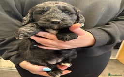 Cockapoo dogs for sale: Cockerpoo - Image 1