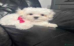 Maltese dogs for sale: 🥰 Gorgeous puppies 🥰🥰 - Image 9
