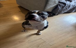 Mixed Breed dogs for adoption: Foster homes urgently needed for rescue dogs - Image 1