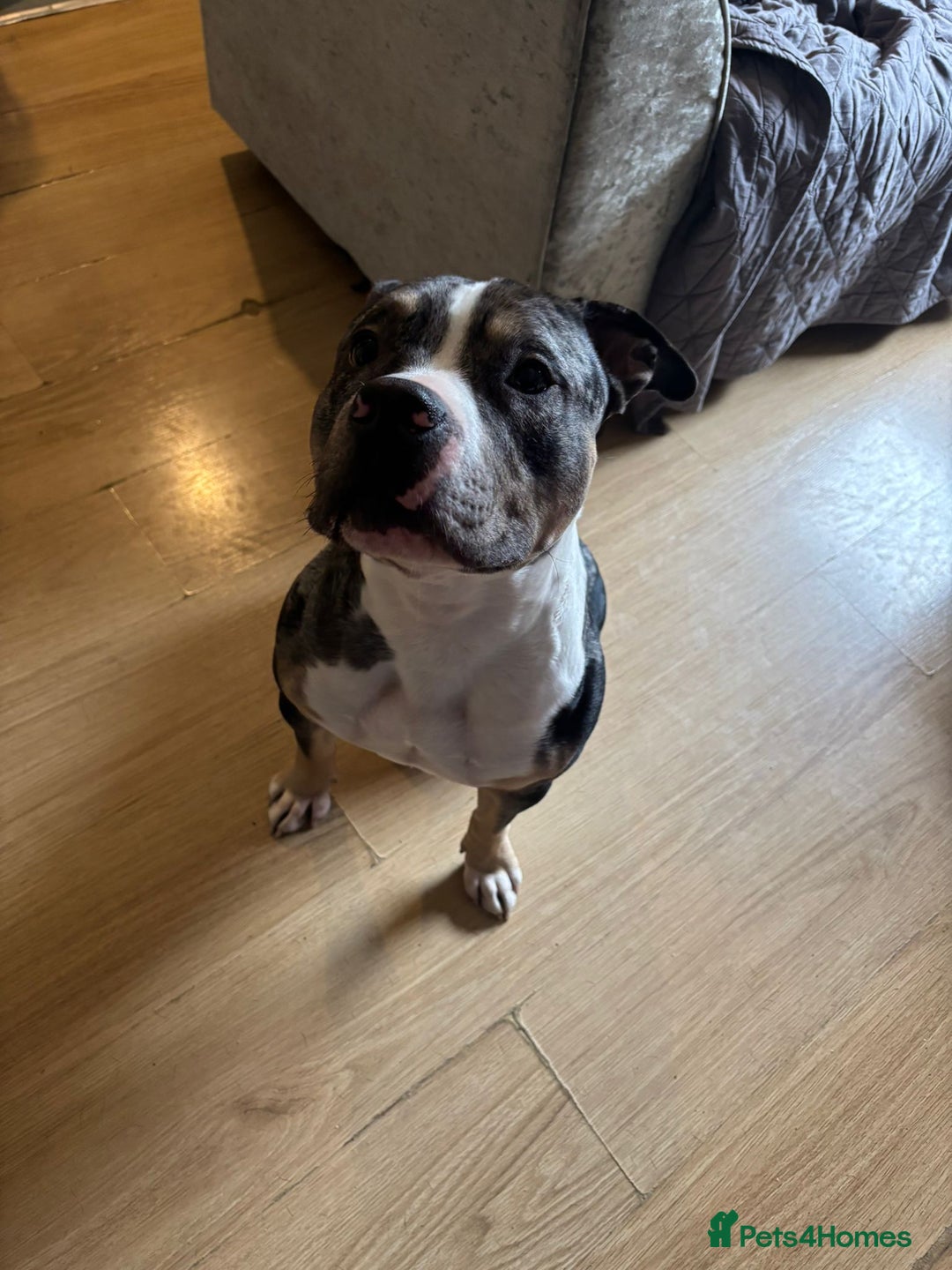 Mixed Breed dogs for adoption: Foster homes urgently needed for rescue dogs - Image 1