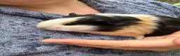 Guinea Pig rodents for sale: Lovely guinea pigs  - Advert 3
