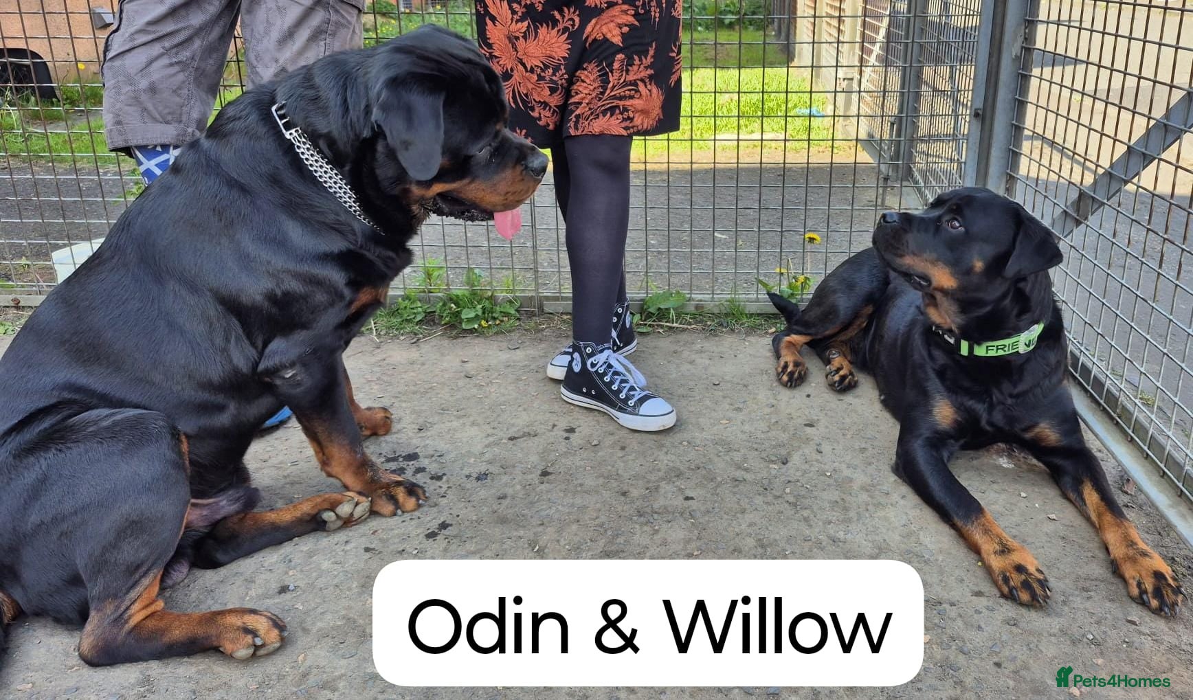 Rottweiler dogs Lovely Chunky Rottweiler Puppies - Advert 1