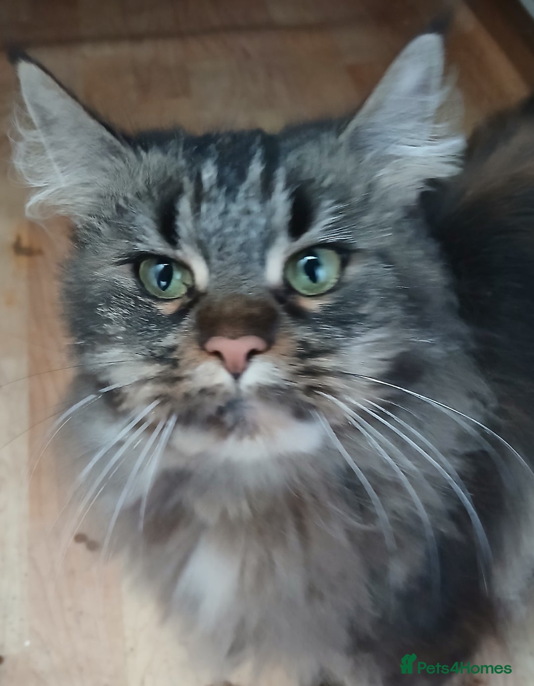 Maine Coon cats for sale: Loving TICA reg female for sale - Advert 2