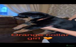 Rottweiler dogs for sale: 🔥2 chunky KC REGISTERED Rottwieler puppies 🔥 - Image 1